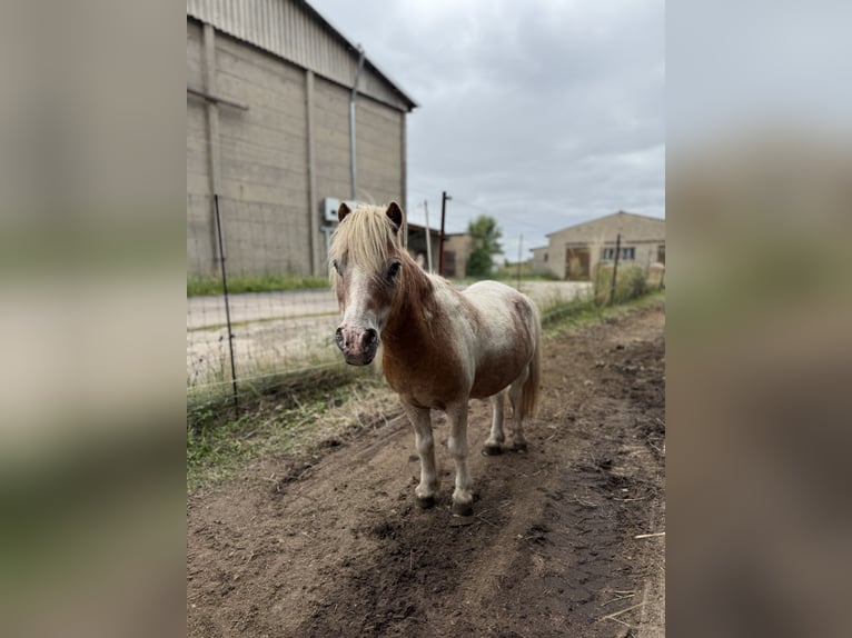 Shetland Mini Castrone 14 Anni 87 cm  in BendelinHoppenrade