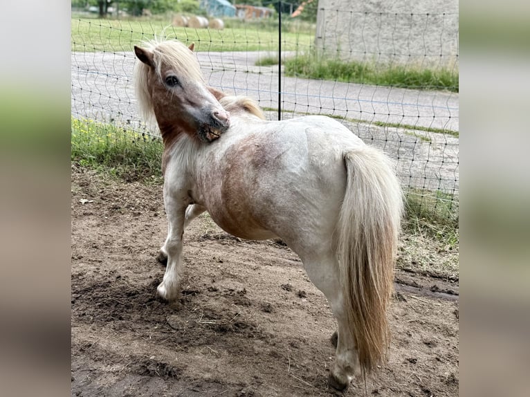 Shetland Mini Castrone 14 Anni 87 cm  in BendelinHoppenrade