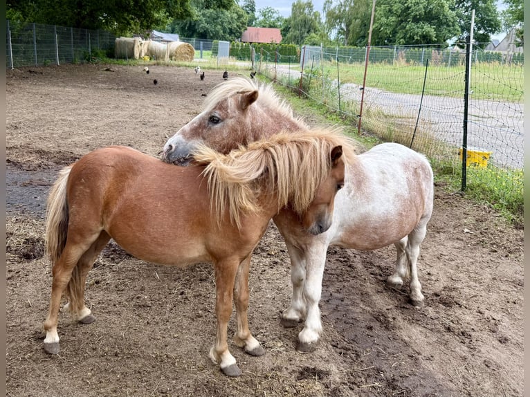 Shetland Mini Castrone 14 Anni 87 cm  in BendelinHoppenrade