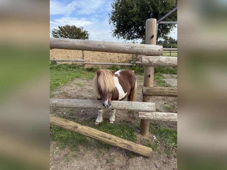 Shetland Mini Castrone 18 Anni 85 cm Pezzato in Arnsdorf