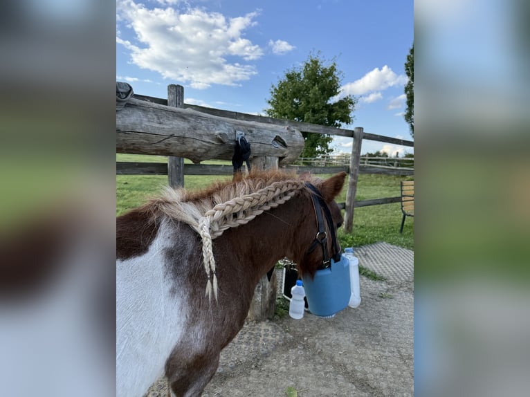 Shetland Mini Castrone 18 Anni 85 cm Pezzato in Arnsdorf