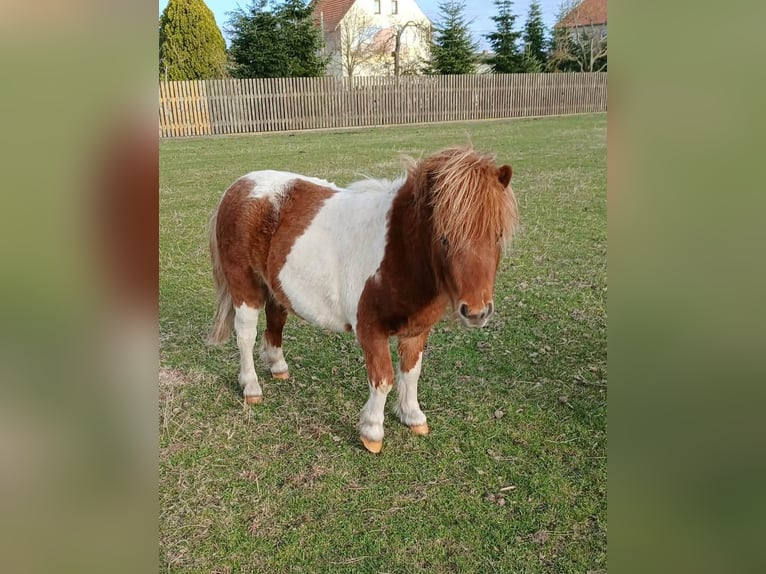 Shetland Mini Castrone 2 Anni 84 cm Pezzato in Reppichau