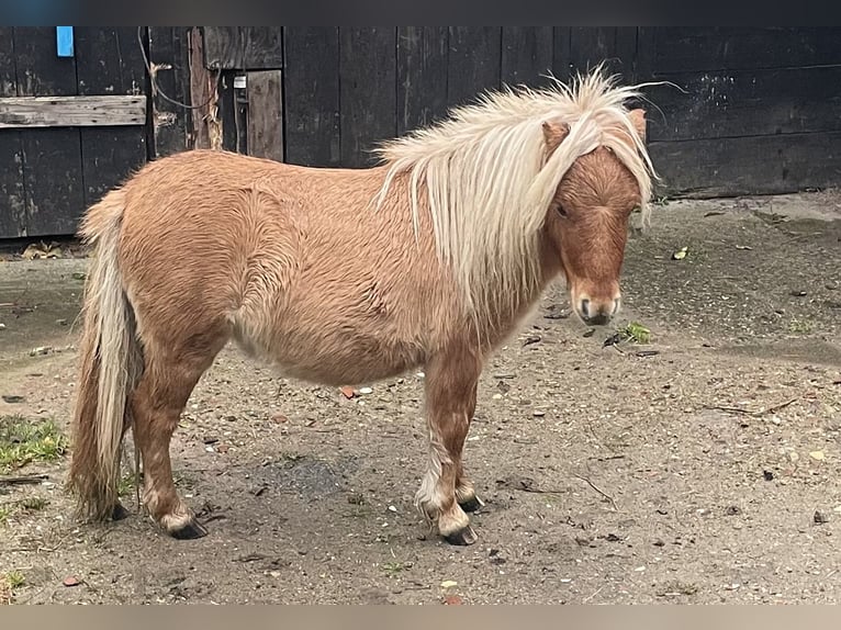 Shetland Mini Castrone 2 Anni 89 cm in Norderstedt