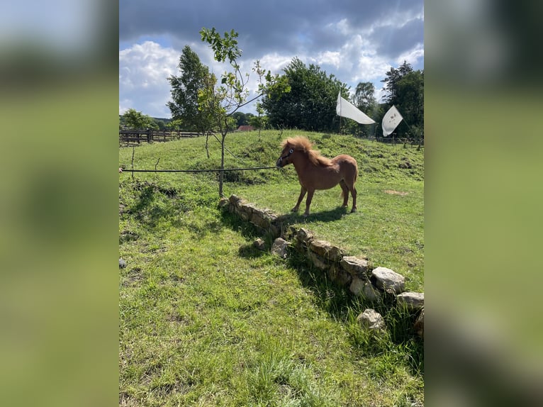 Shetland Mini Castrone 3 Anni 85 cm Sauro in Rheine