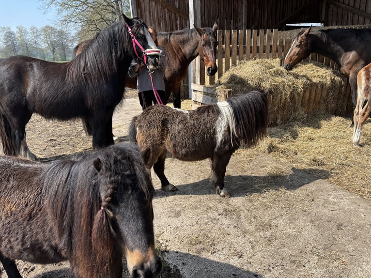 Shetland Mini Castrone 3 Anni 89 cm Pezzato in Bendestorf