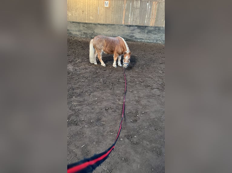 Shetland Mini Mix Castrone 4 Anni 80 cm Sauro in W&#xFC;rselen