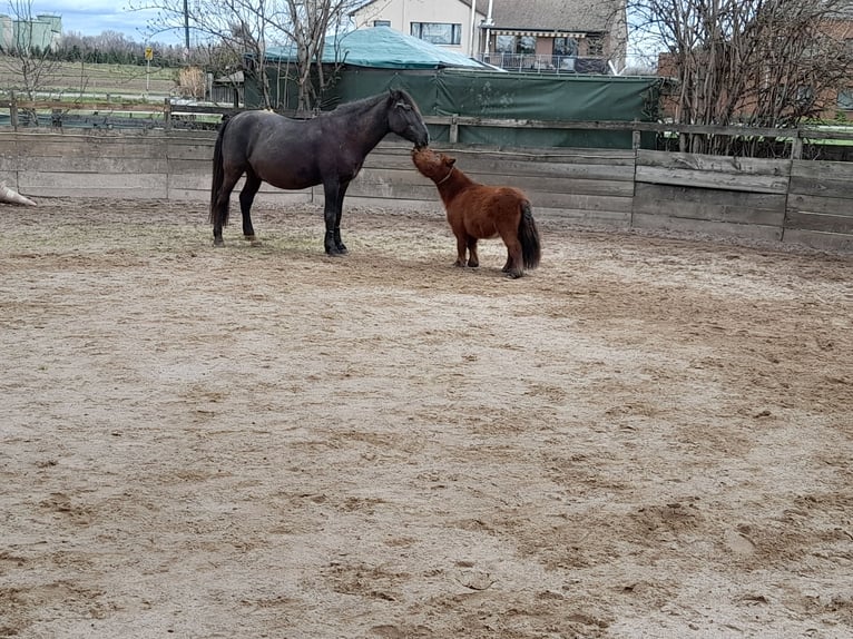 Shetland Mini Castrone 4 Anni 83 cm Baio in Bornheim