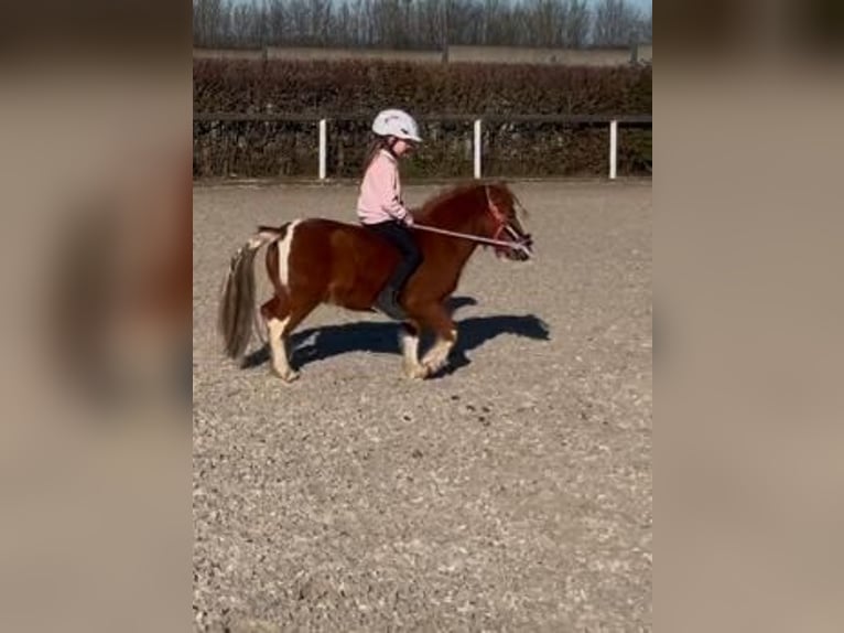 Shetland Mini Castrone 5 Anni 90 cm Pezzato in Neustadt (Wied)