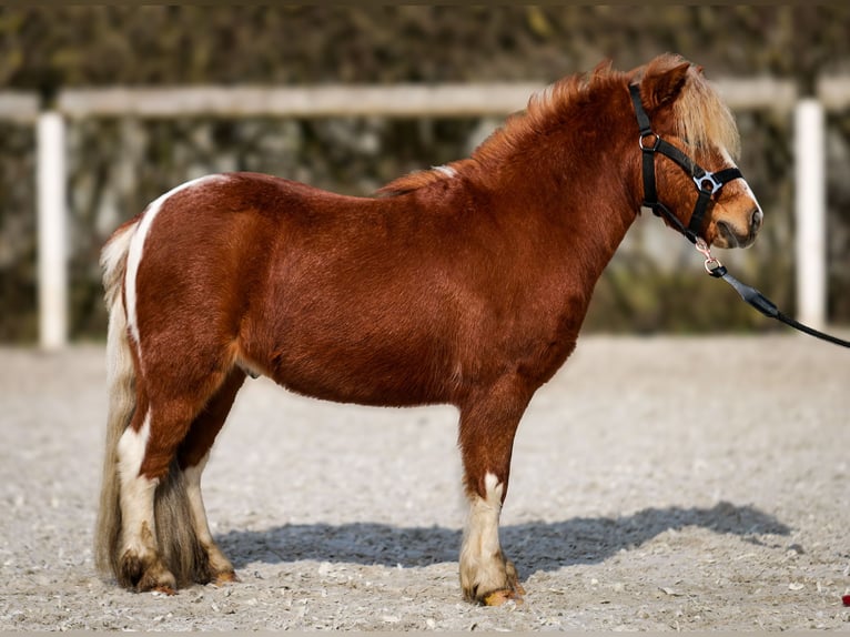 Shetland Mini Castrone 5 Anni 90 cm Pezzato in Neustadt (Wied)