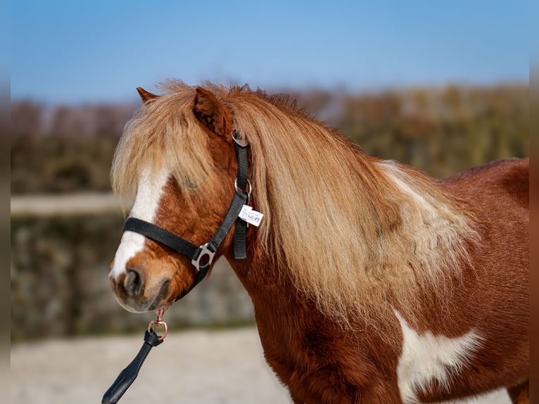 Shetland Mini Castrone 5 Anni 90 cm Pezzato in Neustadt (Wied)
