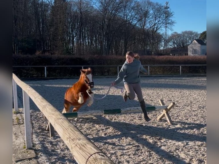 Shetland Mini Castrone 5 Anni 90 cm Pezzato in Neustadt (Wied)
