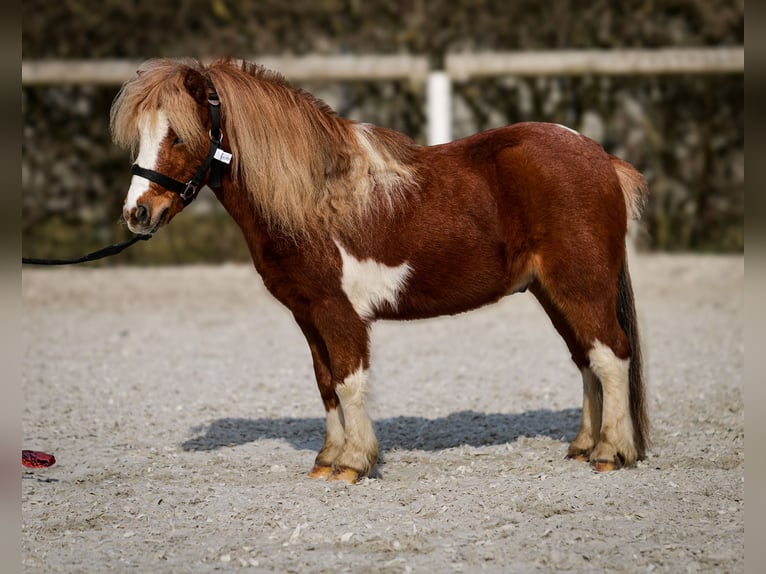 Shetland Mini Castrone 5 Anni 90 cm Pezzato in Neustadt (Wied)