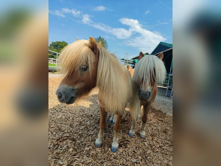 Shetland Mini Castrone 6 Anni 85 cm Baio chiaro in Eschen