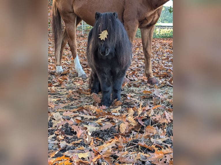 Shetland Mini Castrone 9 Anni 85 cm Morello in Nienburg (Weser) Holtorf