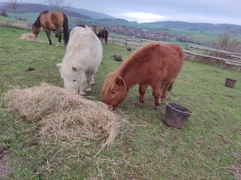 Shetland Mini Castrone 9 Anni 92 cm Sauro in Bad Gandersheim