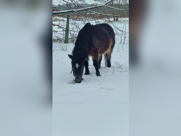 Shetland Mini Giumenta 10 Anni 90 cm Baio in Maasen