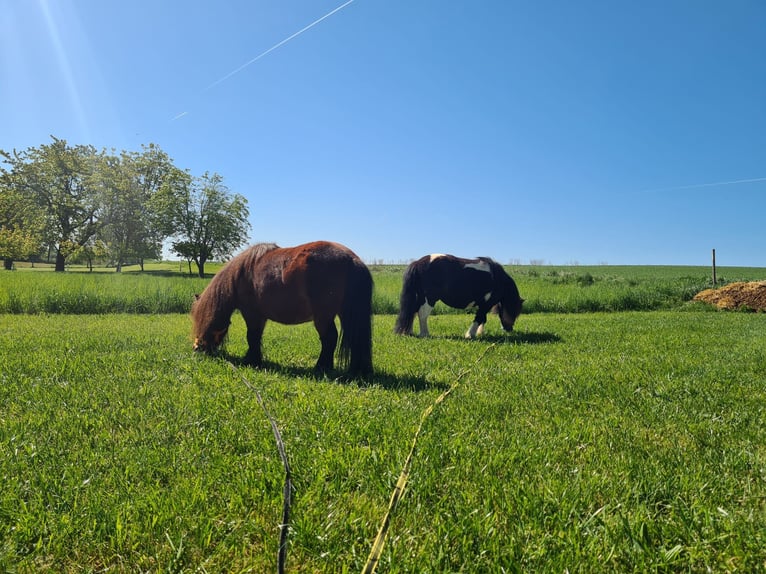 Shetland Mini Giumenta 10 Anni Baio in Ringendorf