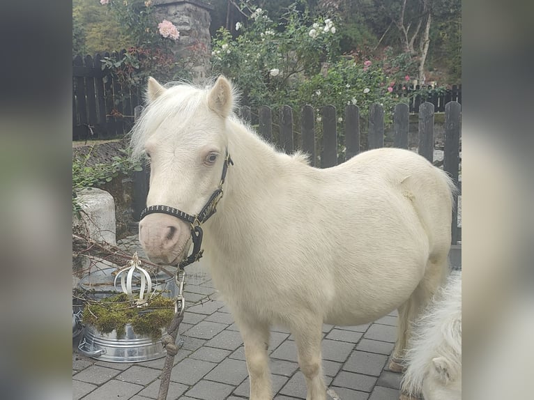 Shetland Mini Giumenta 11 Anni 78 cm Cremello in Winkel