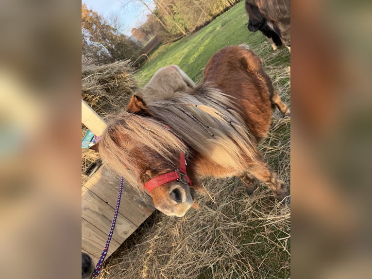 Shetland Mini Giumenta 11 Anni 86 cm Sauro in Kronach