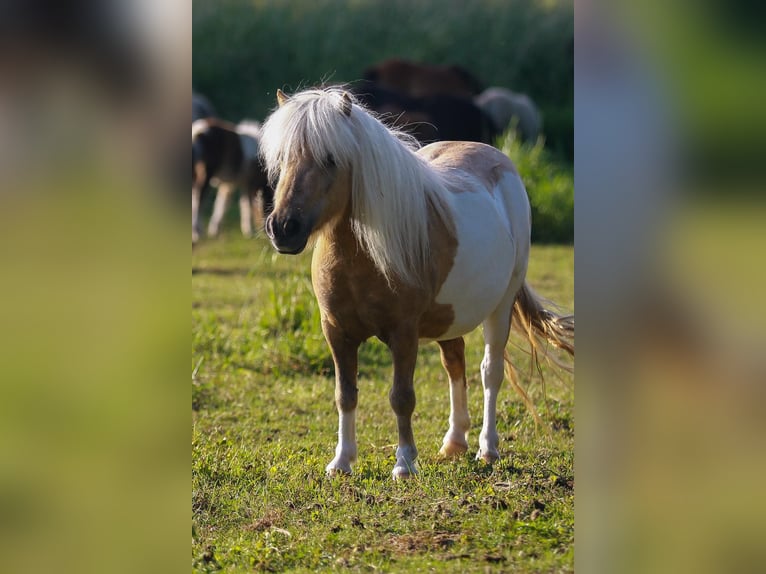 Shetland Mini Giumenta 13 Anni 86 cm Palomino in Kronach