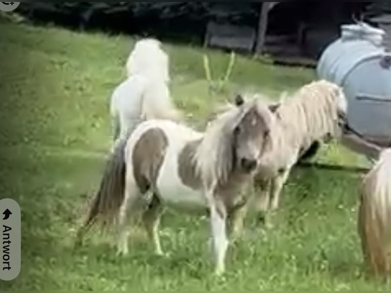 Shetland Mini Giumenta 13 Anni 86 cm Palomino in Kronach