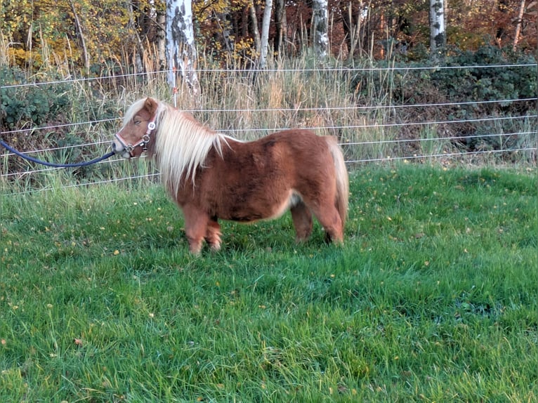 Shetland Mini Giumenta 14 Anni Sauro in Neustadt (Wied)
