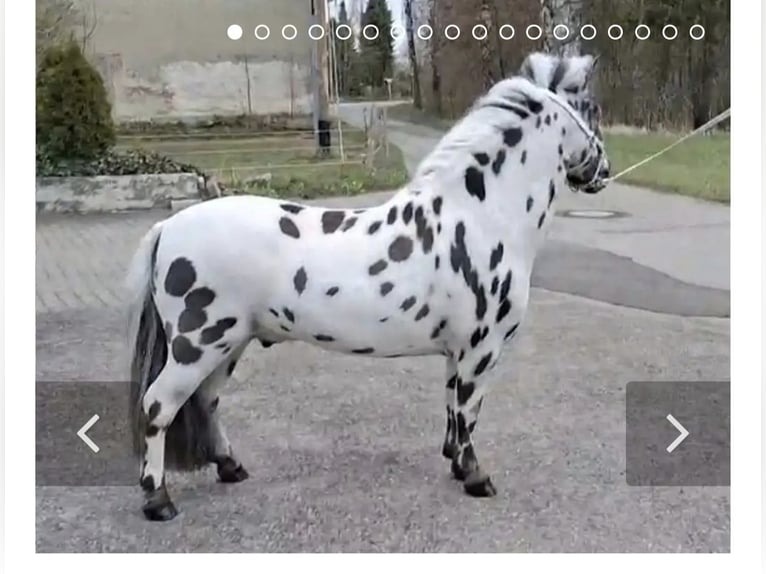 Shetland Mini Giumenta 17 Anni 78 cm Leopard in Schemmerhofen