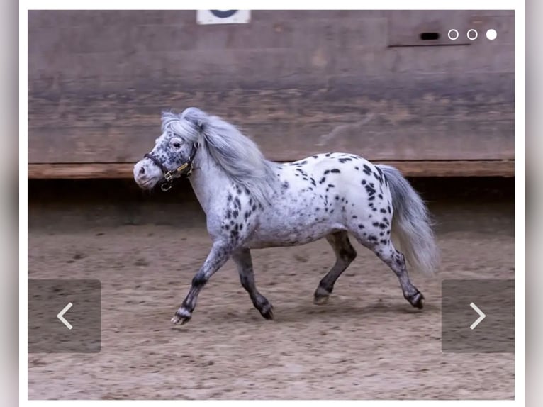 Shetland Mini Giumenta 17 Anni 78 cm Leopard in Schemmerhofen