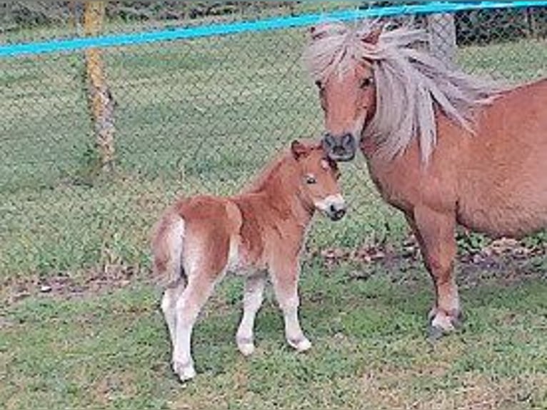 Shetland Mini Giumenta 17 Anni 83 cm Sauro in Osternienburger Land