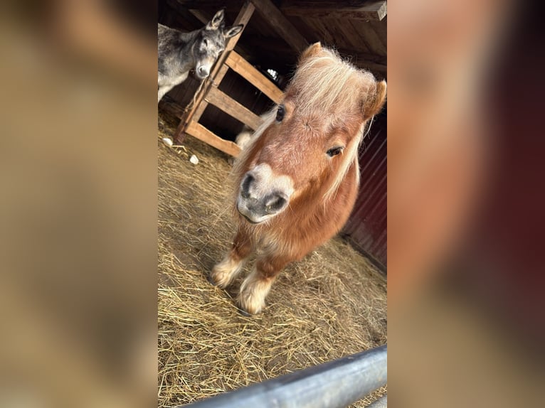 Shetland Mini Giumenta 18 Anni 70 cm Sauro in Leutkirch im Allg&#xE4;uLeutkirch