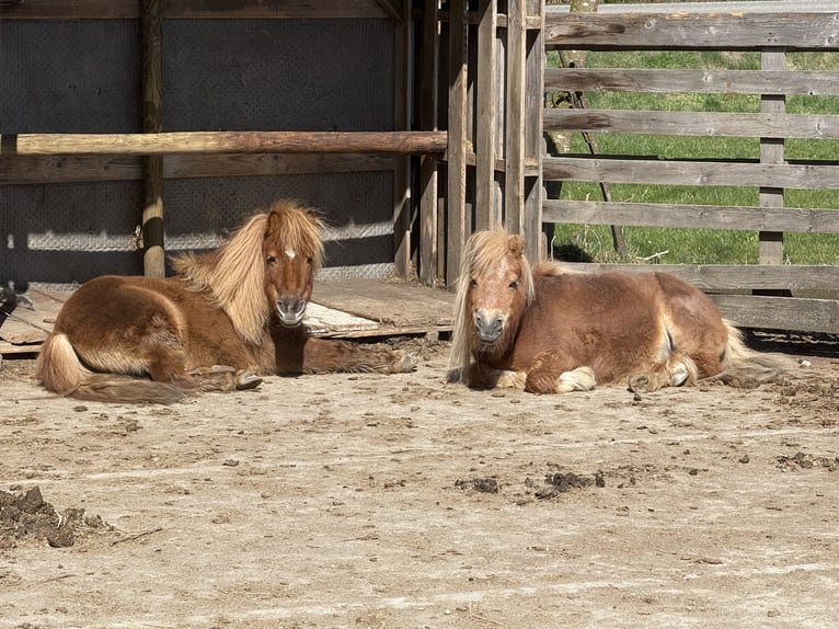 Shetland Mini Giumenta 18 Anni 70 cm Sauro in Leutkirch im Allg&#xE4;uLeutkirch