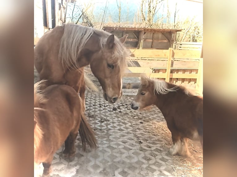 Shetland Mini Giumenta 18 Anni 70 cm Sauro in Leutkirch im Allg&#xE4;uLeutkirch