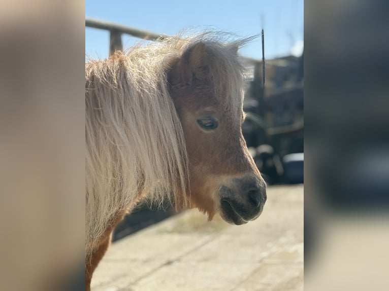 Shetland Mini Giumenta 18 Anni 70 cm Sauro in Leutkirch im Allg&#xE4;uLeutkirch