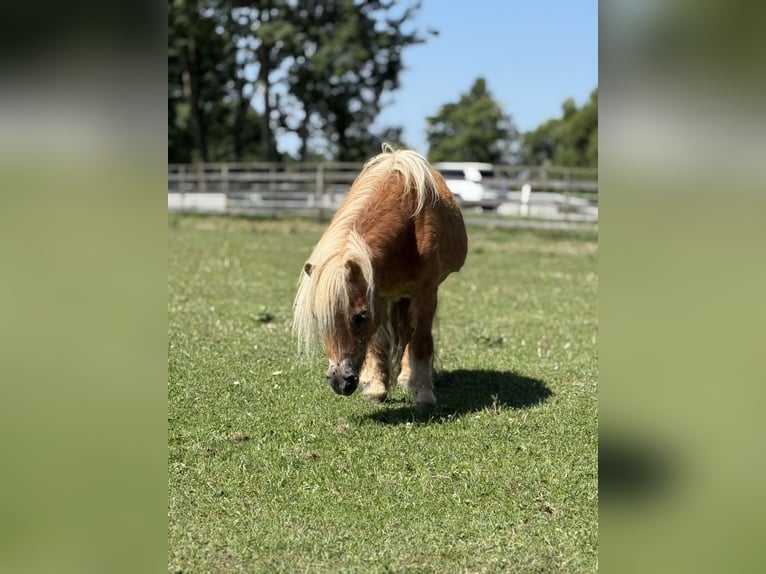 Shetland Mini Giumenta 18 Anni 70 cm Sauro in Leutkirch im Allg&#xE4;uLeutkirch