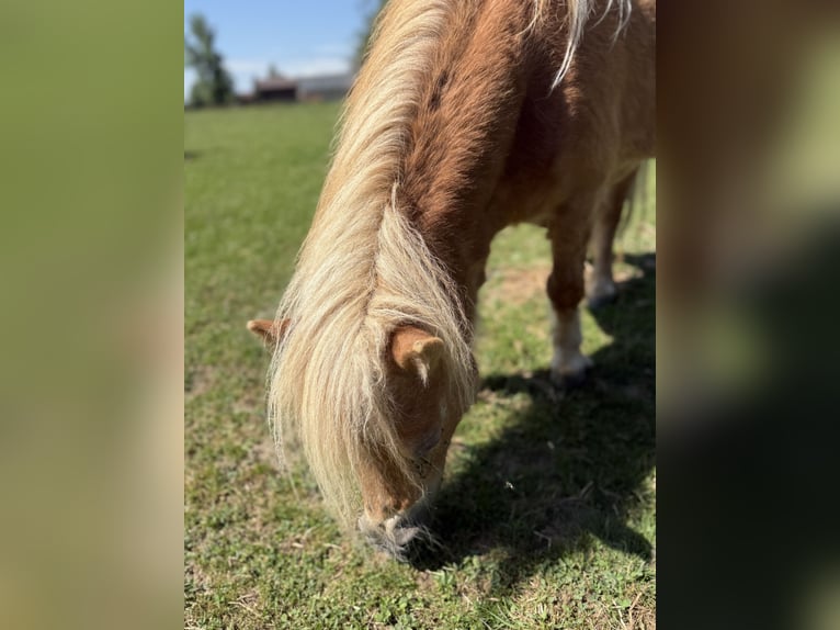 Shetland Mini Giumenta 18 Anni 70 cm Sauro in Leutkirch im Allg&#xE4;uLeutkirch