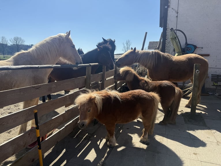Shetland Mini Giumenta 18 Anni 70 cm Sauro in Leutkirch im Allg&#xE4;uLeutkirch
