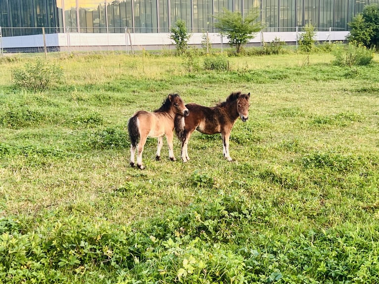 Shetland Mini Giumenta 18 Anni 84 cm Pezzato in Sulzbach-Laufen