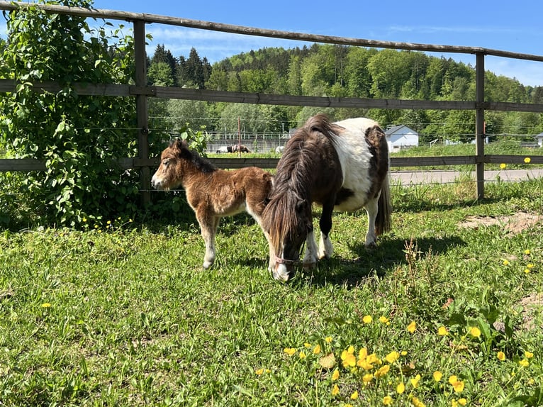 Shetland Mini Giumenta 18 Anni 84 cm Pezzato in Sulzbach-Laufen