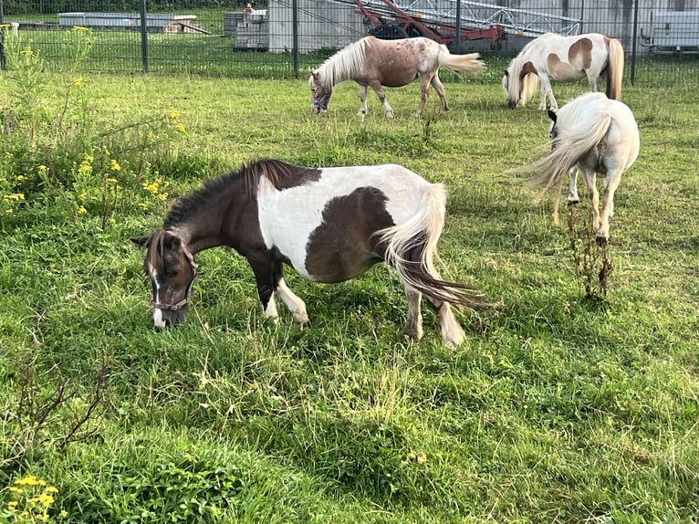 Shetland Mini Giumenta 18 Anni 84 cm Pezzato in Sulzbach-Laufen