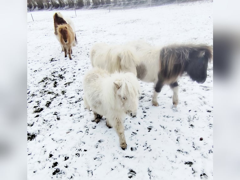 Shetland Mini Giumenta 1 Anno 70 cm Palomino in Pfullendorf