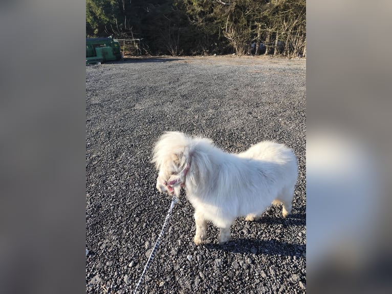 Shetland Mini Giumenta 1 Anno 70 cm Palomino in Pfullendorf