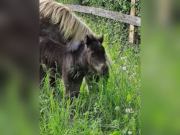 Shetland Mini Giumenta 1 Anno 80 cm Morello in Mühlhausen