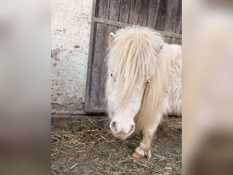 Shetland Mini Giumenta 2 Anni 82 cm Cremello in Leutasch