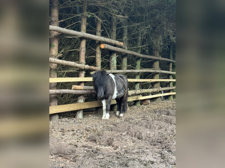 Shetland Mini Giumenta 2 Anni Pezzato in Busenberg