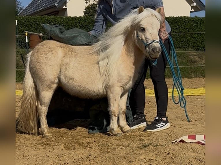 Shetland Mini Giumenta 3 Anni 78 cm Palomino in Nümbrecht