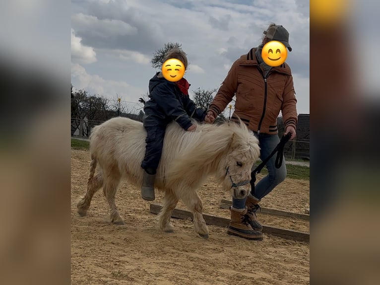 Shetland Mini Giumenta 3 Anni 78 cm Palomino in Nümbrecht