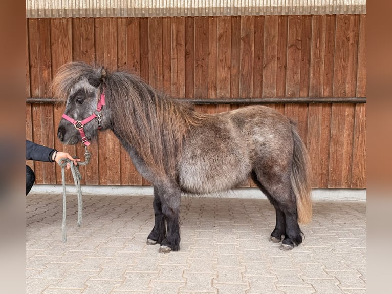 Shetland Mini Giumenta 3 Anni 81 cm Grigio in Fronreute