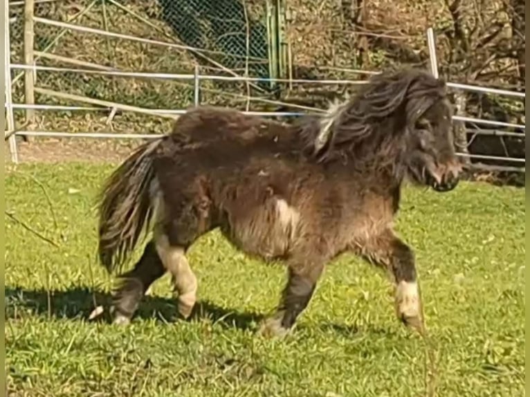 Shetland Mini Giumenta 3 Anni 85 cm Pezzato in Marsberg