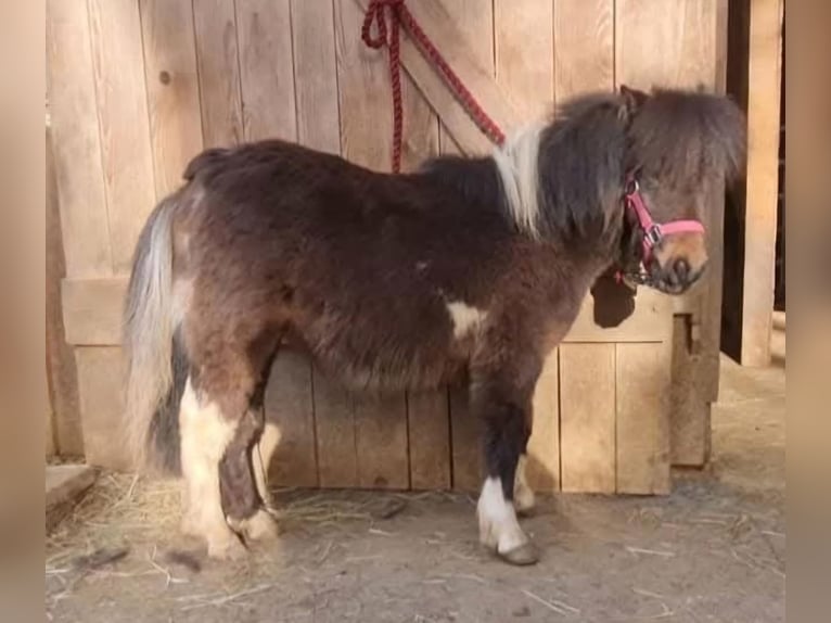 Shetland Mini Giumenta 3 Anni 85 cm Pezzato in Marsberg