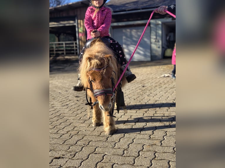Shetland Mini Giumenta 3 Anni 85 cm Sauro in Straßburg